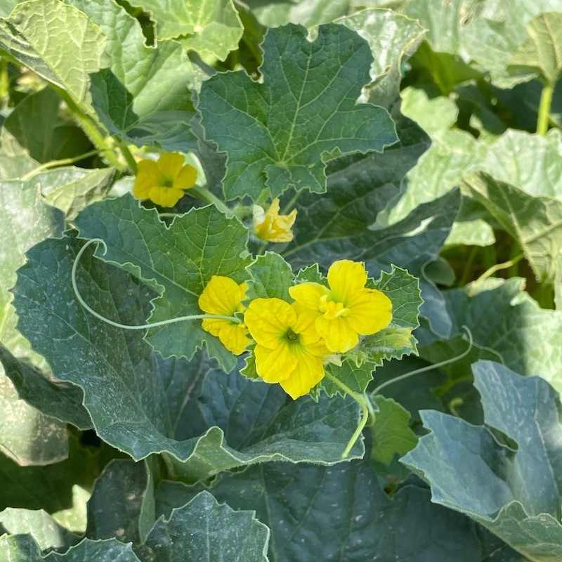 nos melons par terroir