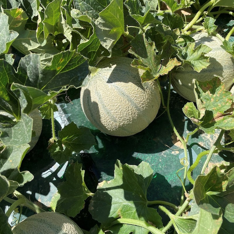 nos melons par terroir