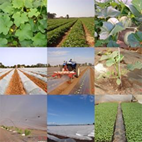 nos melons par terroir
