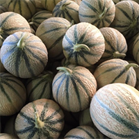 melons premium