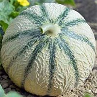 nos melons par terroir