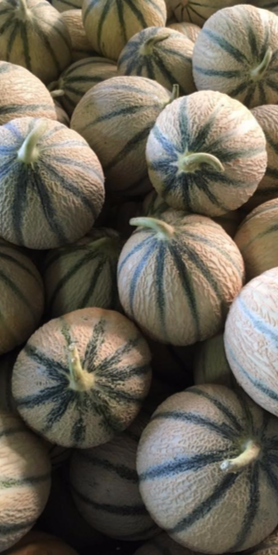 melons premium